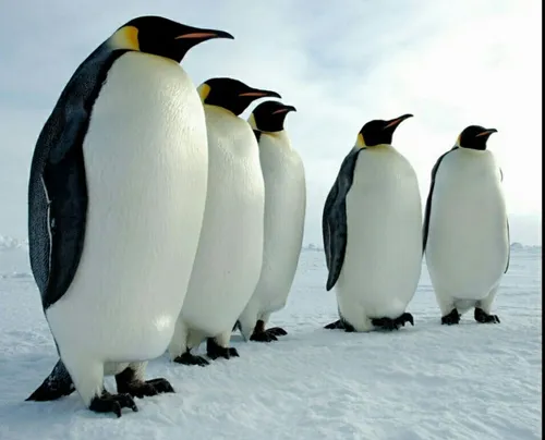 جایزه سرسخت ترین موجود جهان در تحمل سختی، میرسد به پنگوئن