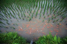 💢 کشاورزان در آب شالیزارها ماهی نگهداری میکنند، ماهی ها م
