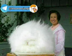 پشمالو ترین خرگوش جهان در چین...