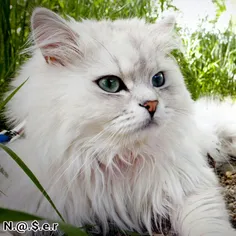 زيبا ترين گربه ايرانی جهان، حتی ايران گربه هاشم خوشگلن...