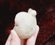 این سیب زمینی چقدر شبیه قلبه