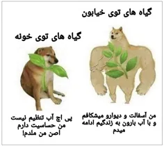 گیاهای خیابون vs گیاهای خونمون