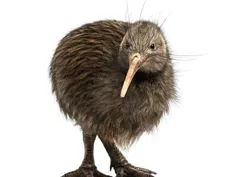 پرنده ای به نام کیوی در نیوزلند است که شدیدا شبیه میوه کی