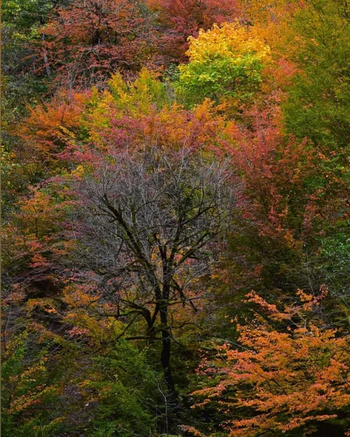 کوچ پاییزی در شمال ایران ، ماسوله زیبا 🍁🌹