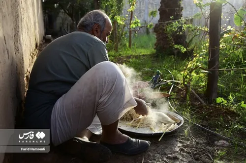 گرده افشانی درختان نخل خرما در آبادان