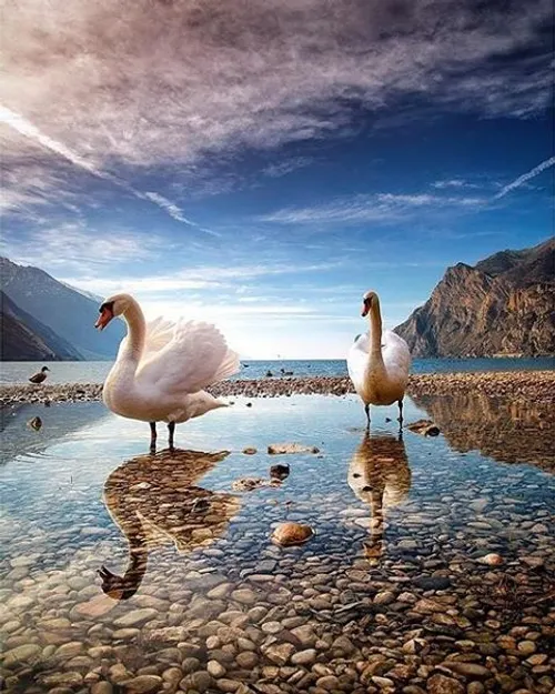 landscape swan