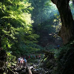 A group of adventurers at a picturesque forest in #Khalkh