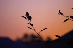 چقدر خوشحالم که می‌بینم خیلی‌ها که ما کلام‌شان را دوست می