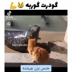 گودرت گربه 😂 چک زدن گربه به حیوانات گنده گوز | فرکام