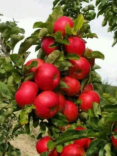 #خوراکی #میوه‌ها #سیب_قرمز #تصویر_پس_زمینه  ،