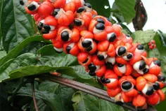 در جنگلهای آمازون نوعی گیاه به نام guarana وجود دارد که ب
