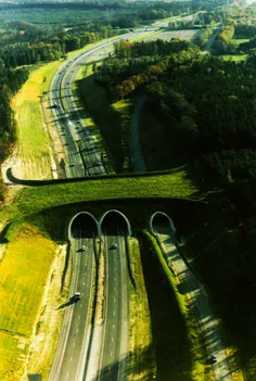 در کشور هلند بیش از ۶۰۰ پل مخصوص عبور حیوانات از بزرگ‌راه