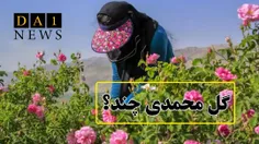 حمید دبیری خبر داد: رایزنی برای تعیین قیمت گل محمدی در فا
