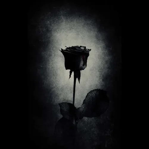 رز سیاه گل اشک غم