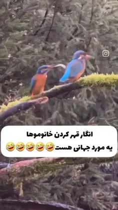 نگین فقط خانمها اینجور قهر می کنن