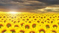 A sunflower field is like a sky with a thousand suns
