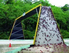پلی برای عبور خرچنگ های مهاجر از خیابون !