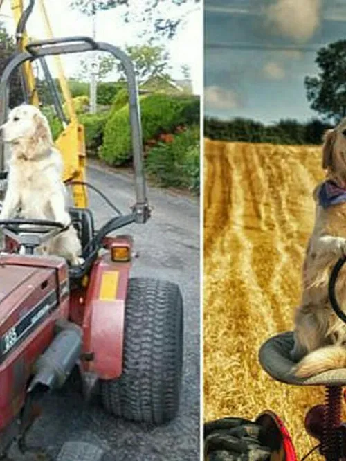 سگی به نام "رامبو" برای کمک به صاحبش در مزرعه تراکتور می 