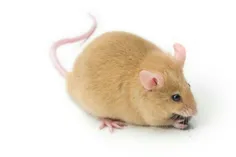 بر اساس تحقیقات انجام شده ، موش ها عاشق موسیقی اند و از آ