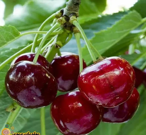 🔎« گیلاس » بیش از آنکه میوه باشد، داروست !🍒