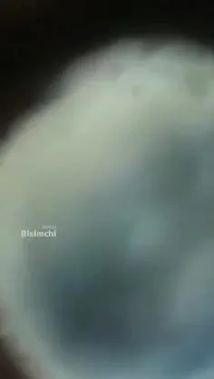 شرط بندی  در کودک کشی