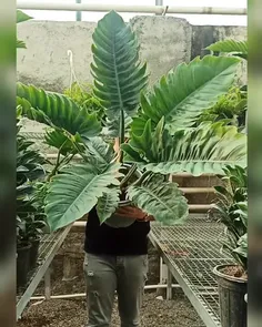 philodendron pluto