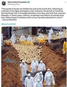 🔴 در چین دو نفر بر اثر آنفولانزای پرندگان جان خود را از د