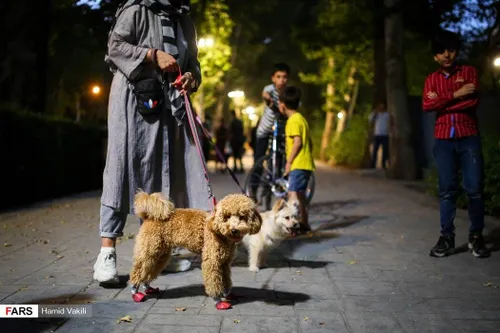 کیهان: سگ گردانی "معضل اساسی" جامعه است، قوه قضائیه ورود 