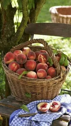 اگر انسانِ مریض ، شیرین ترین و خوشمزه ترین میوه را بخورد 
