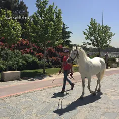 A young man is walking his #horse in the #Aboatash park. 