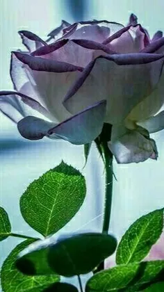 🎥میدونستید بر ایوان طلای نجف دو بیت فارسی نوشته شده🌺👌