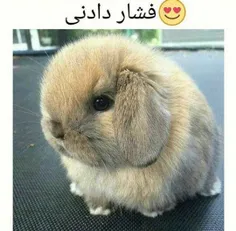 منم موخواممممممممم 😭  😭  😭