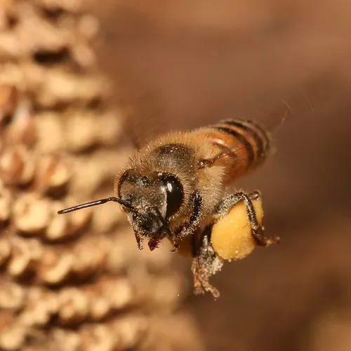 زنبورهای عسل باهوشترین حشرات هستند،آنهااز راههای مختلف ما