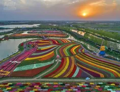 تصویرهوایی جالب از۳۰میلیون گل لاله درجشنواره جیانسونگ چین