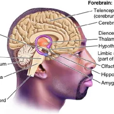 اگر قسمتی از مغز بنام " Amygdala " برداشته شود انسان دیگر