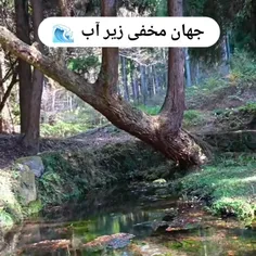 چقدر خوشگله 🥹🥹