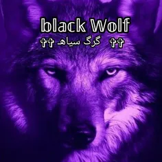 گرگ سیاه