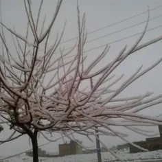برف شیراز