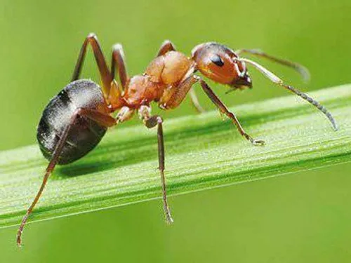 مورچه ها میتونن سایز مغزشون رو تغییر بدن !