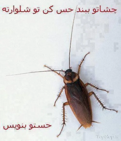 لطفا بگین