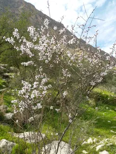 در مسیر کوهنوردی 