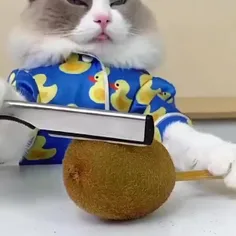 آشپزی با گربه