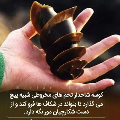 عکس نوشته دانستنیها