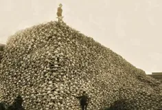 عکسی تکان‌دهنده از هرمی عظیم که با جمجمه "گاومیش‌های کوها