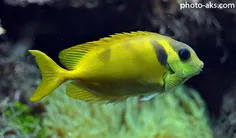 ماهی آکواریومی