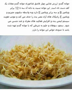 جوانه گندم