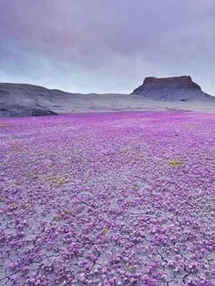 صحرایی عجیب که هر چندین سال یکبار پر از گل میشود.