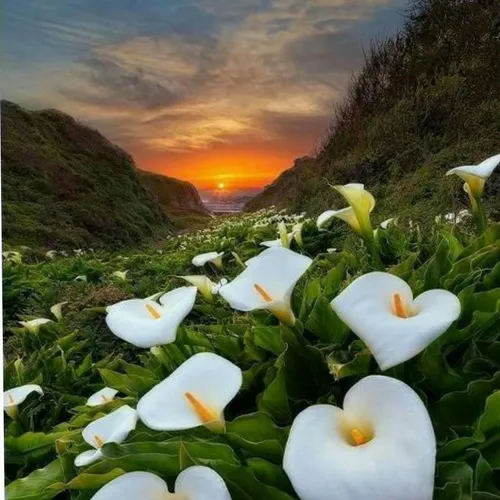 ثبت تصویری زیبا از رویش گلهای وحشی شیپوری در سواحل اقیانو