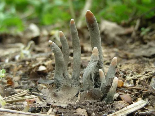 قارچ سمی که به انگشتان مرده معروف است.