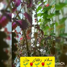 رفقای جانم دوستتون دارم 😍❤️صبحتون روشن به احوالات خوب 😀🌼🍃